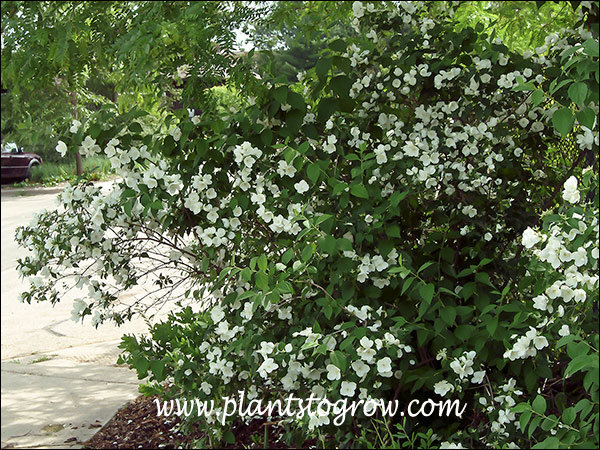 Mock Orange (Philadelphus virginalis) 
This shrub was happily growing in a parking medium area in the partial shade of a tree.